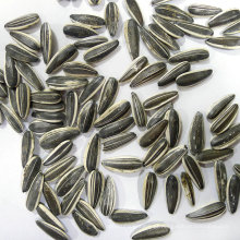 Fornecedor profissional de sementes de girassol de alta qualidade e pureza natural
